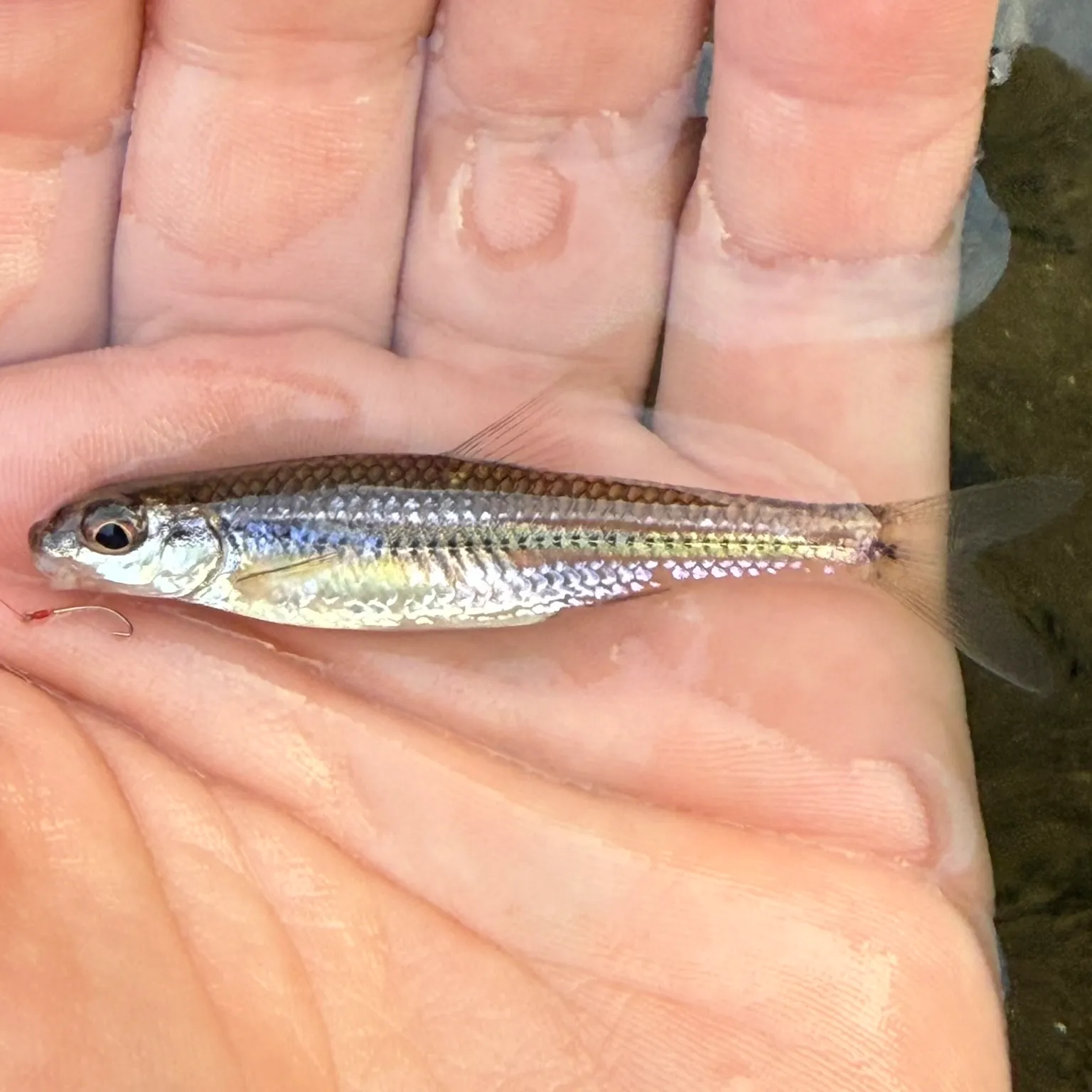 The most recent Bigeye chub catches on Fishbrain
