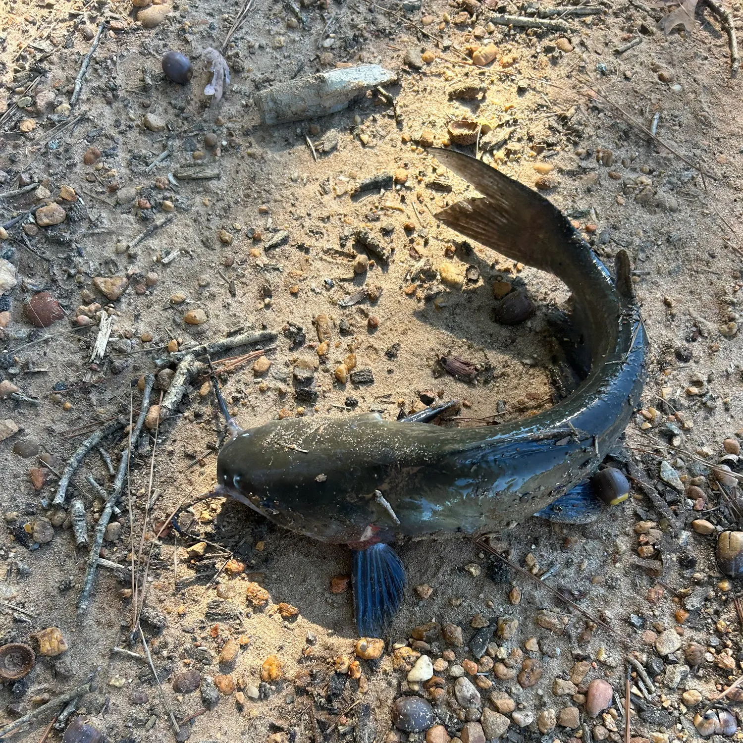 Channel catfish caught on Fishbrain