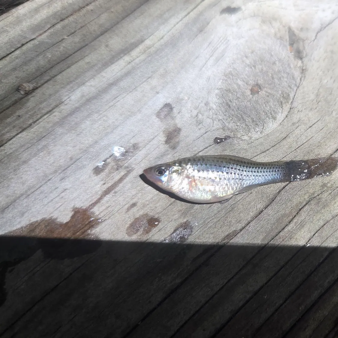 The most recent Sailfin Molly catches on Fishbrain