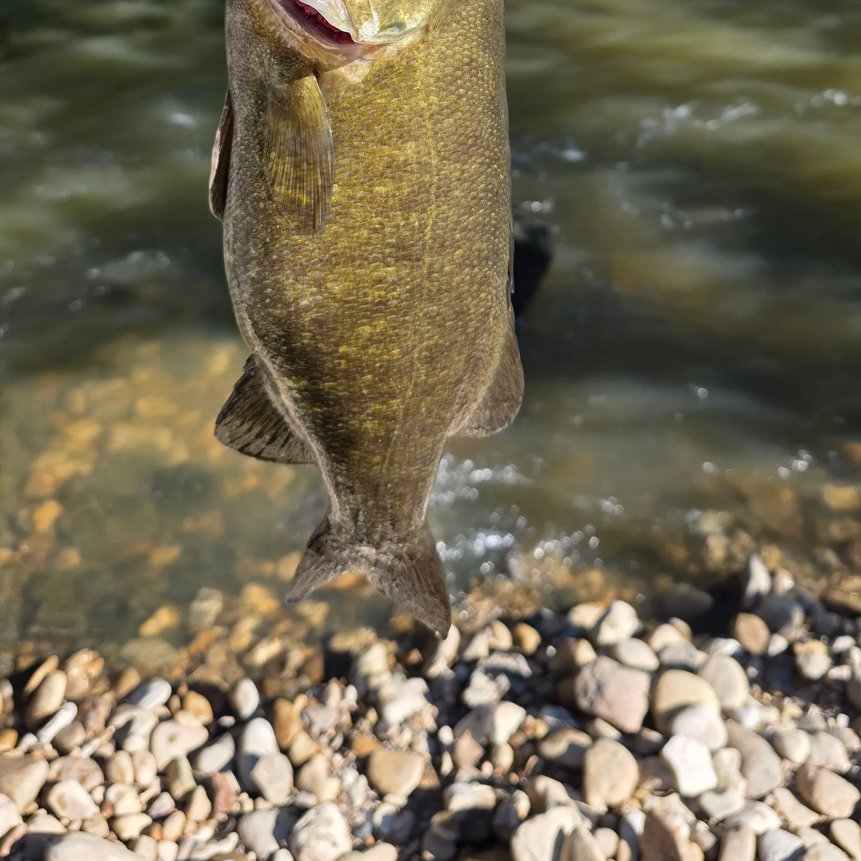 Smallmouth bass caught on Fishbrain