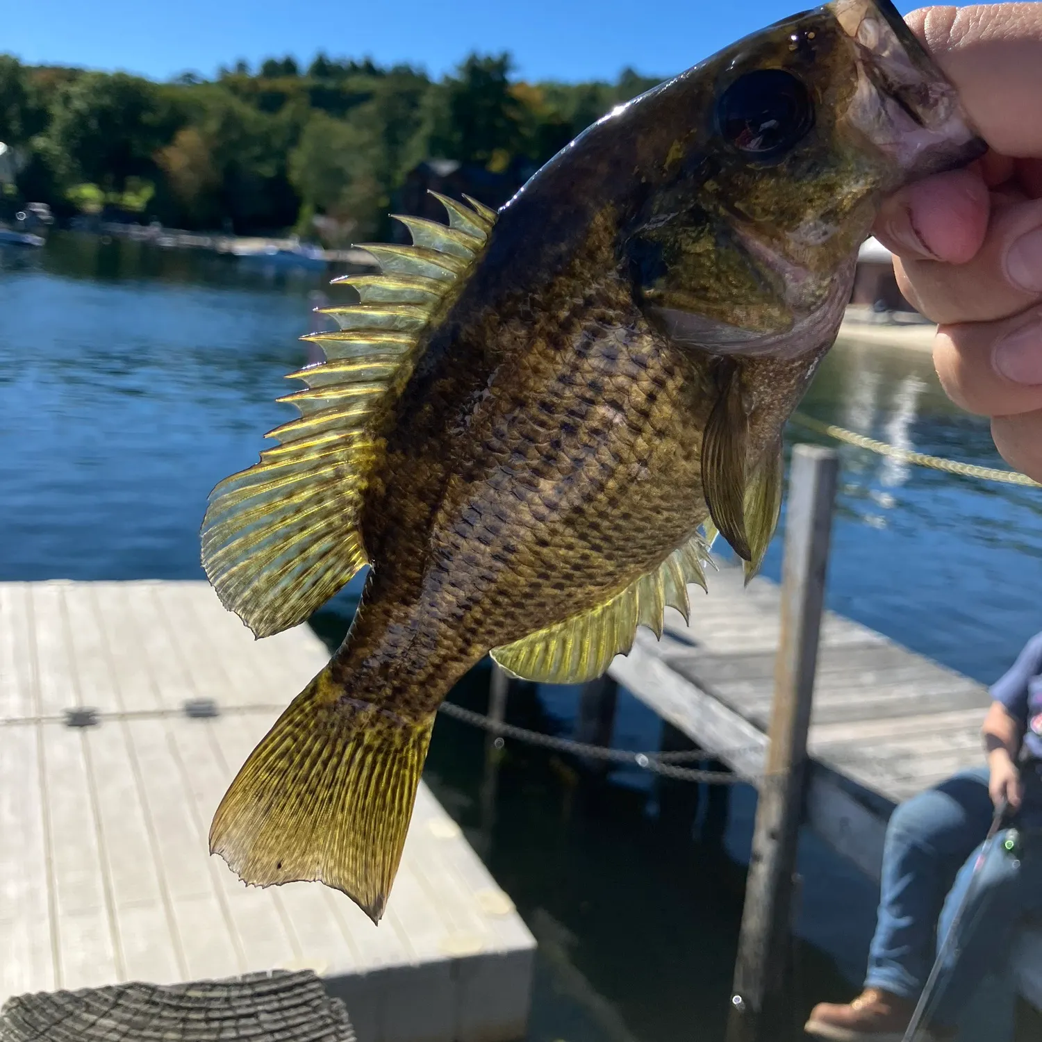 Rock bass caught on Fishbrain