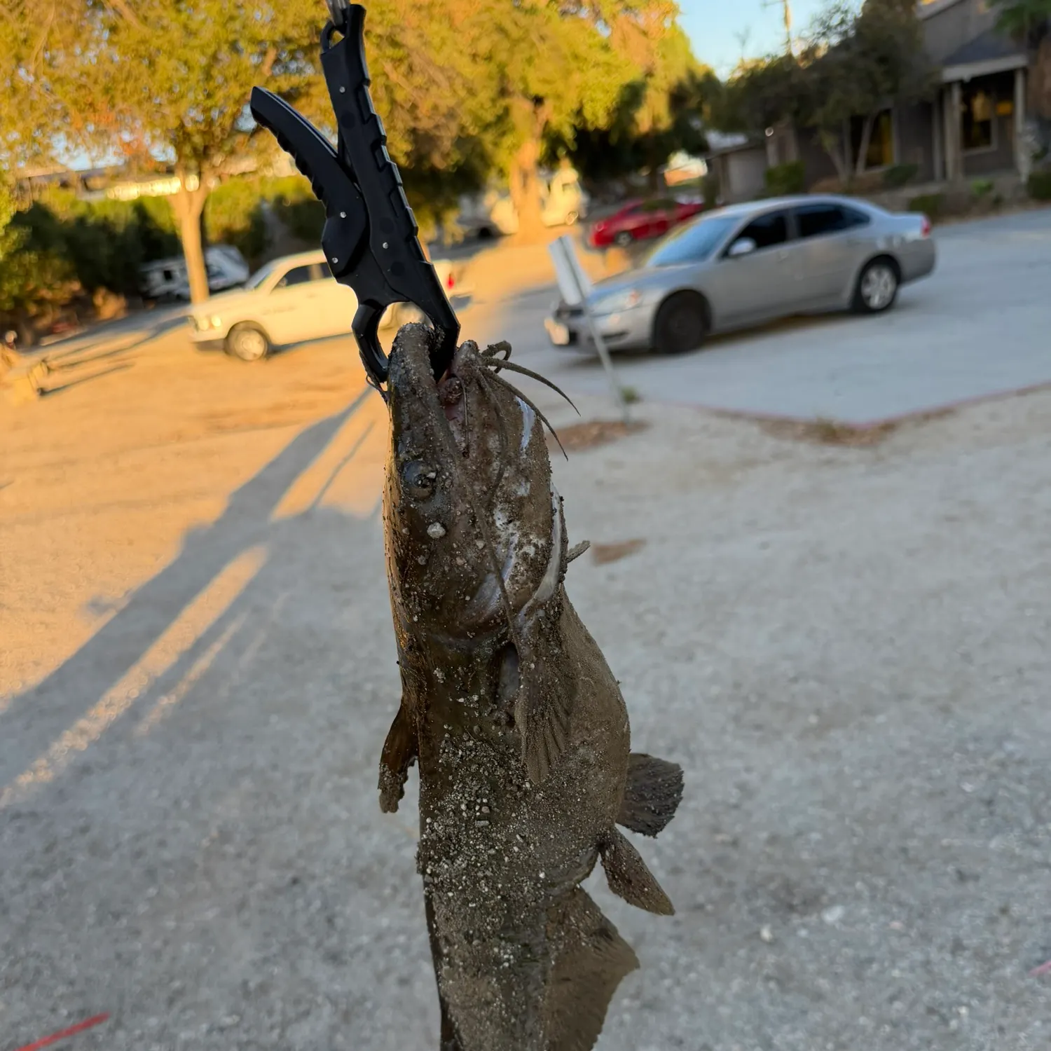 Channel catfish caught on Fishbrain