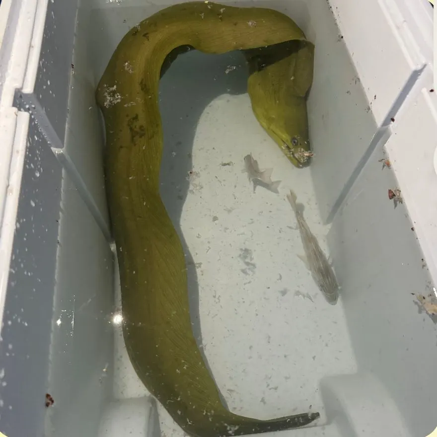 The most popular recent Green moray catch on Fishbrain