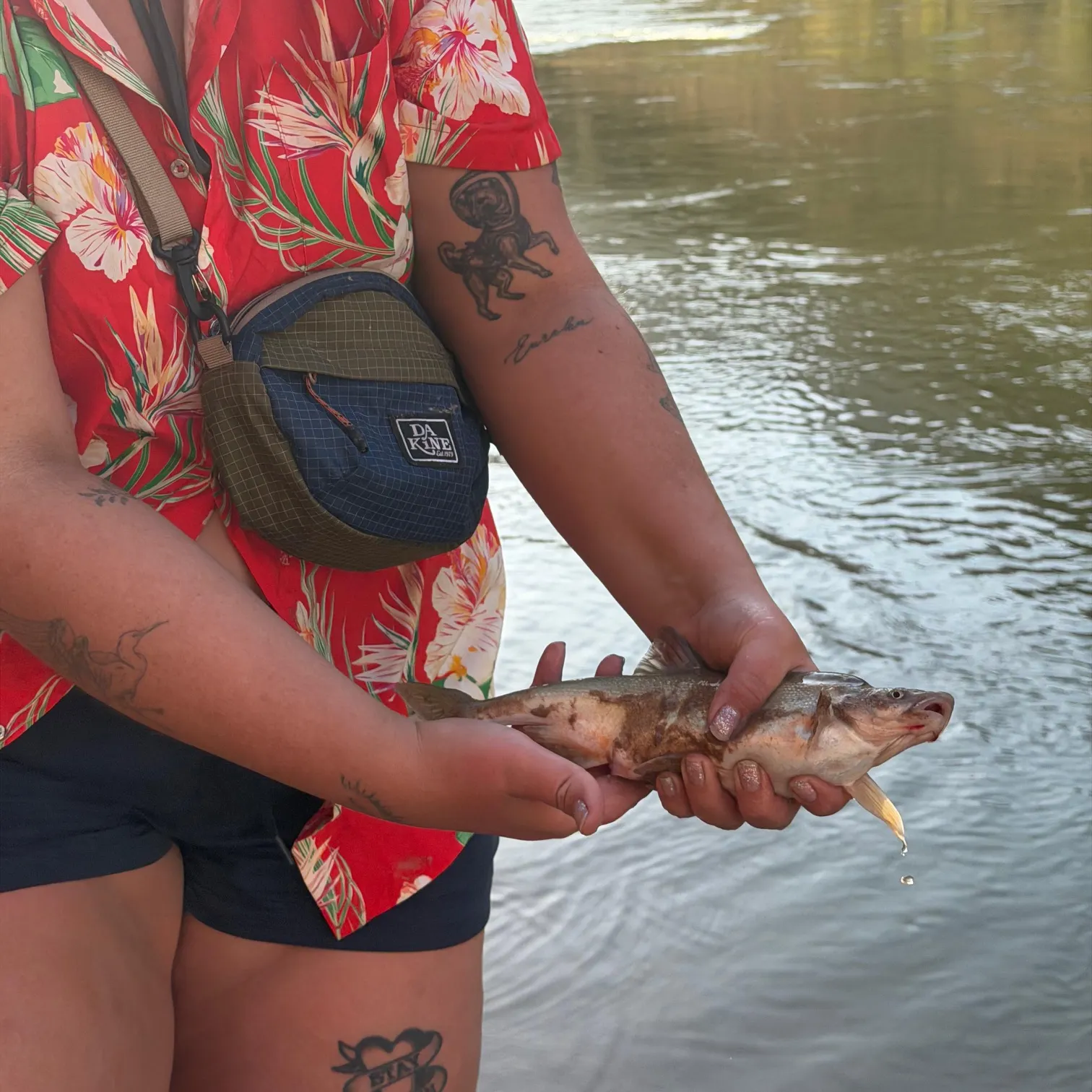 The most recent Humpback chub catches on Fishbrain