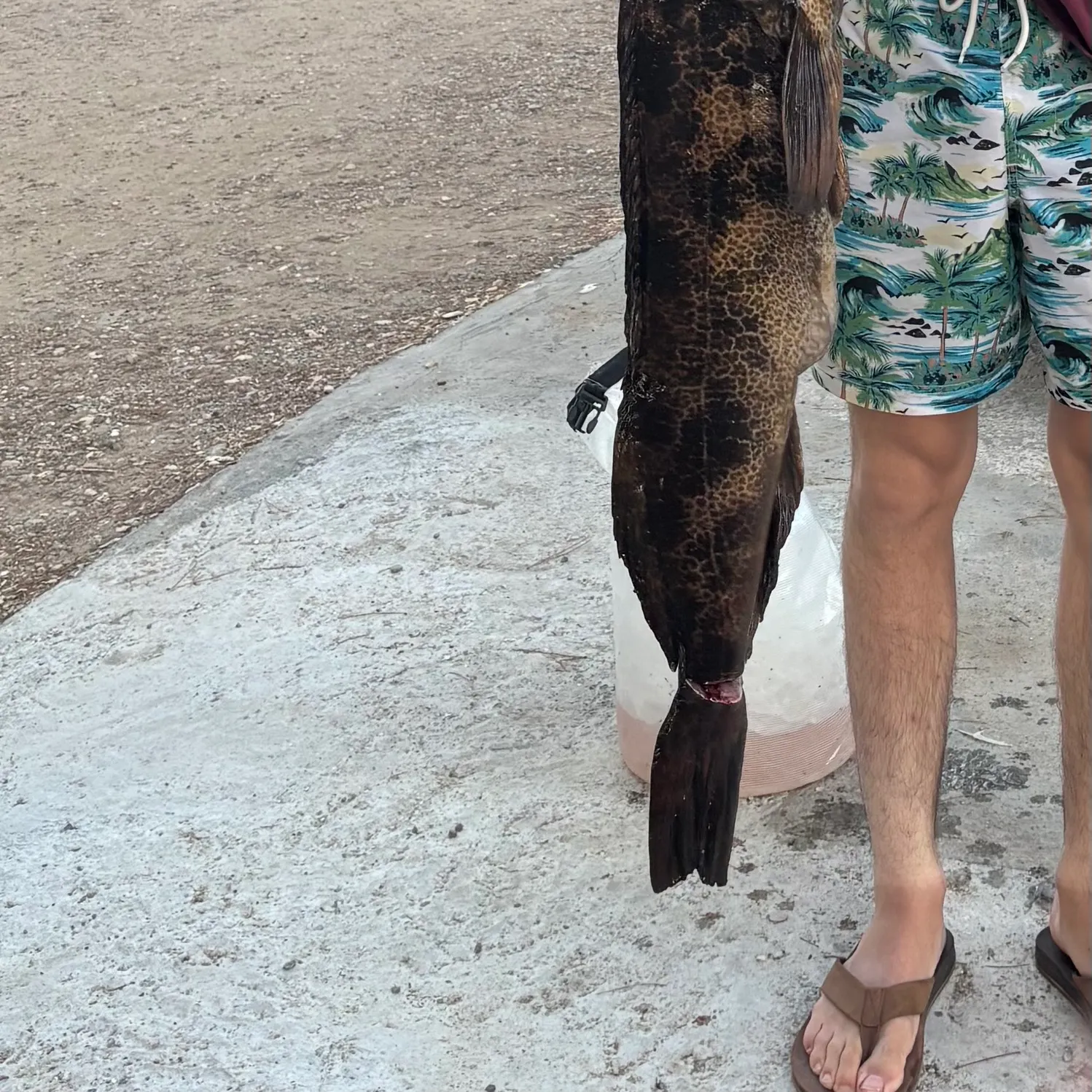 The most recent Lingcod catches on Fishbrain