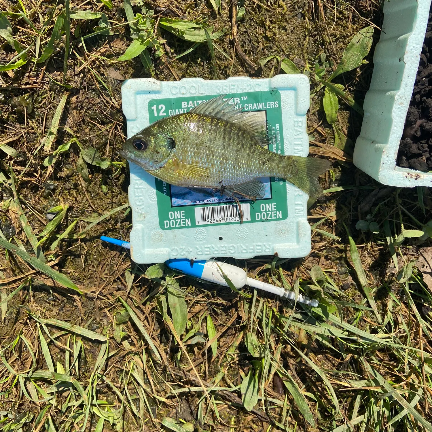 Bluegill caught on Fishbrain