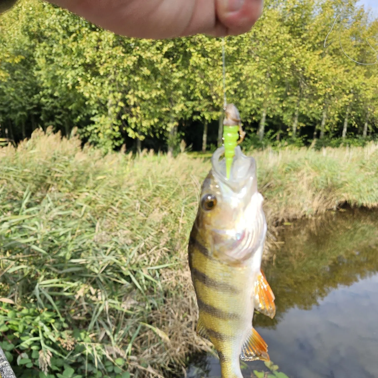 European perch caught on Fishbrain