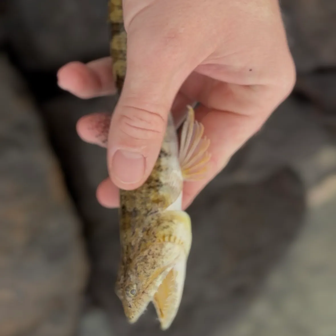 The most recent Atlantic lizardfish catches on Fishbrain