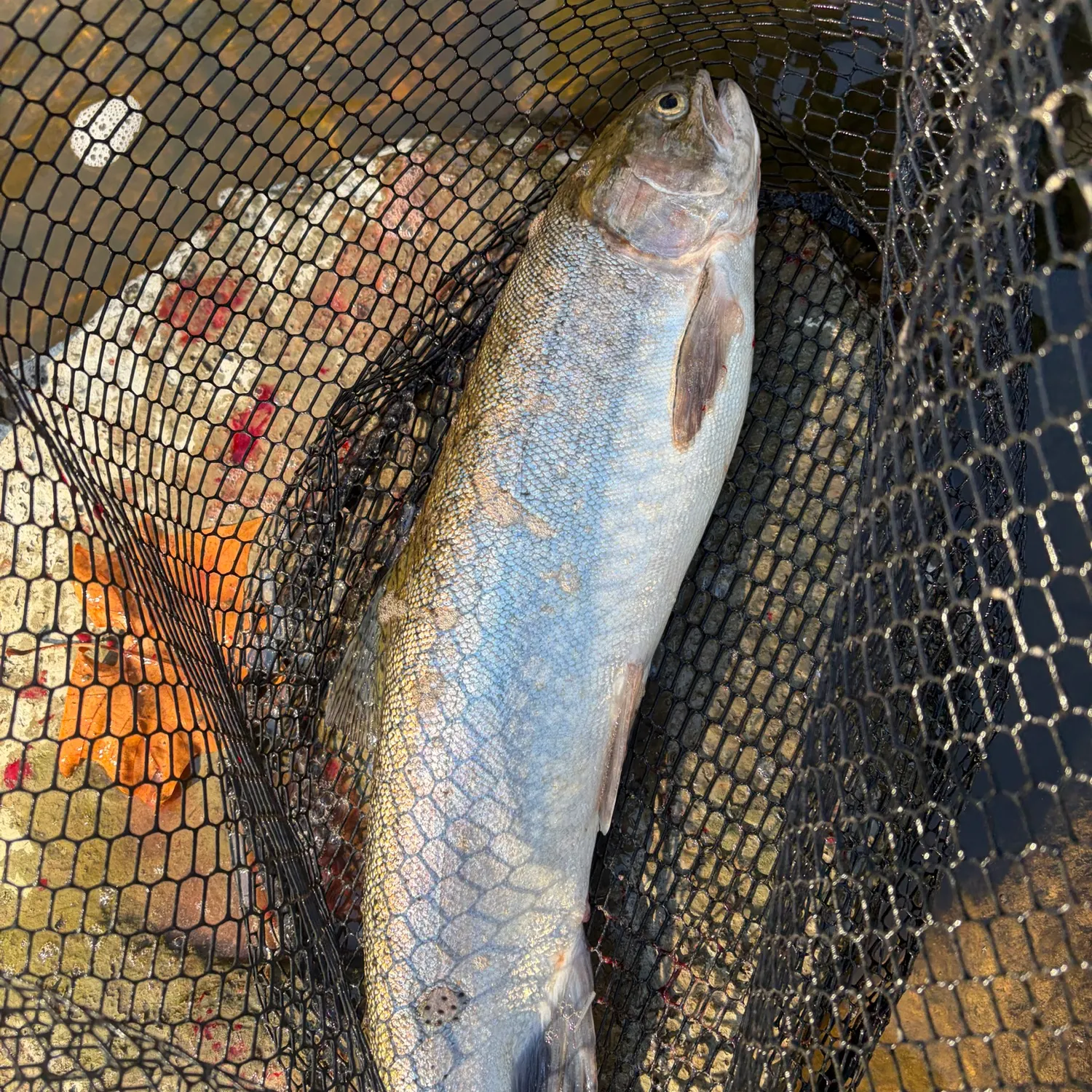 Steelhead caught on Fishbrain
