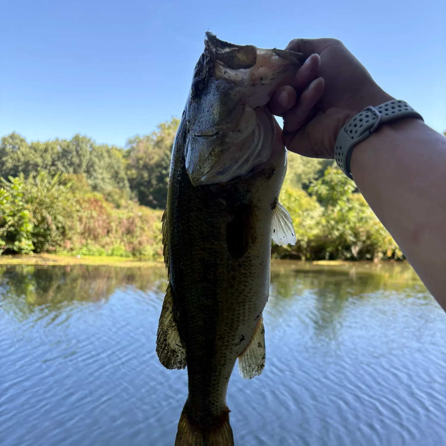 Largemouth bass caught on Fishbrain