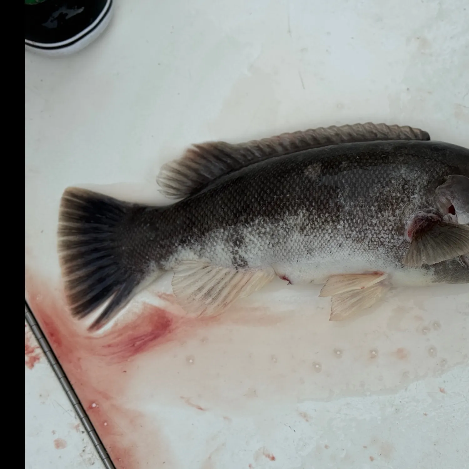Tautog caught on Fishbrain