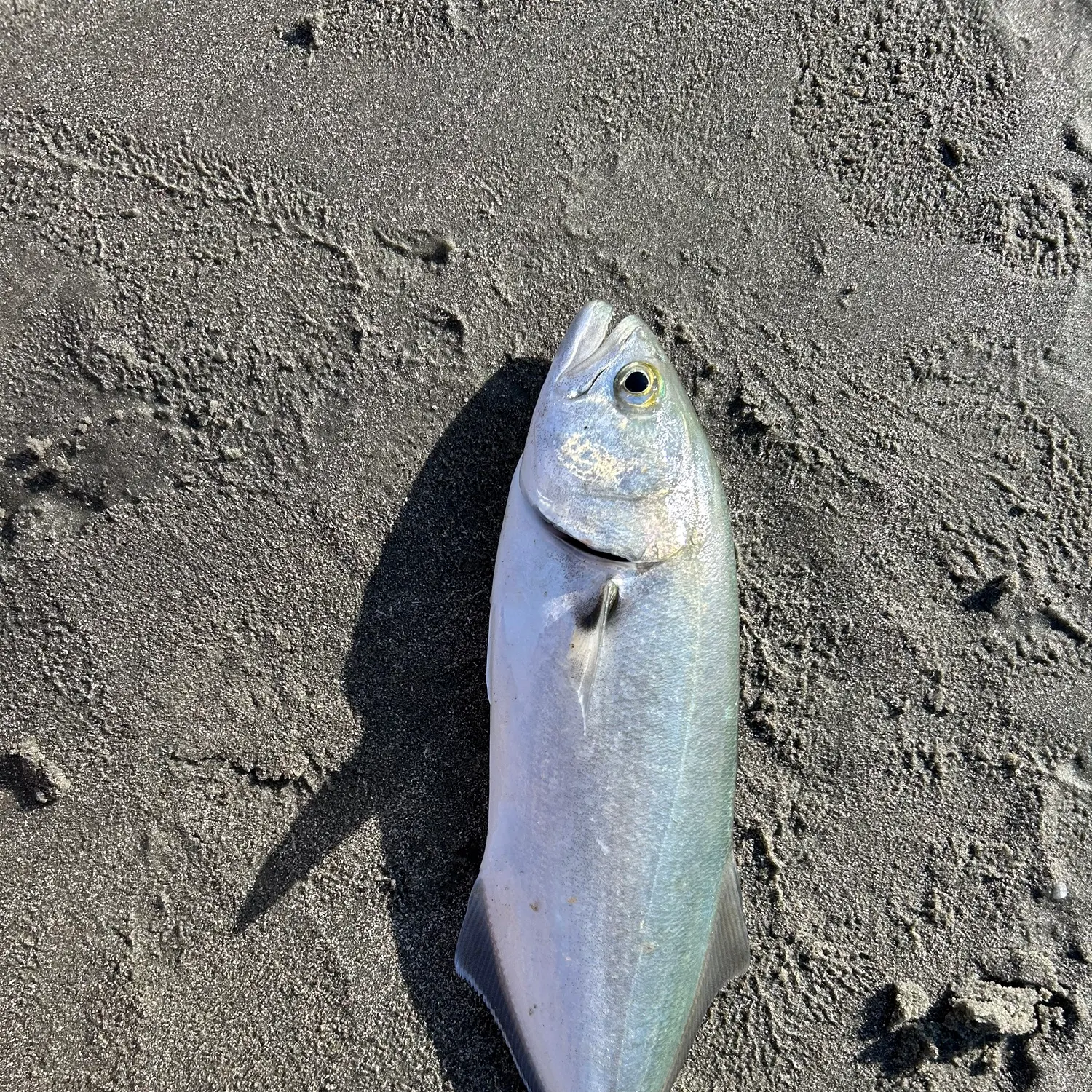 Bluefish caught on Fishbrain