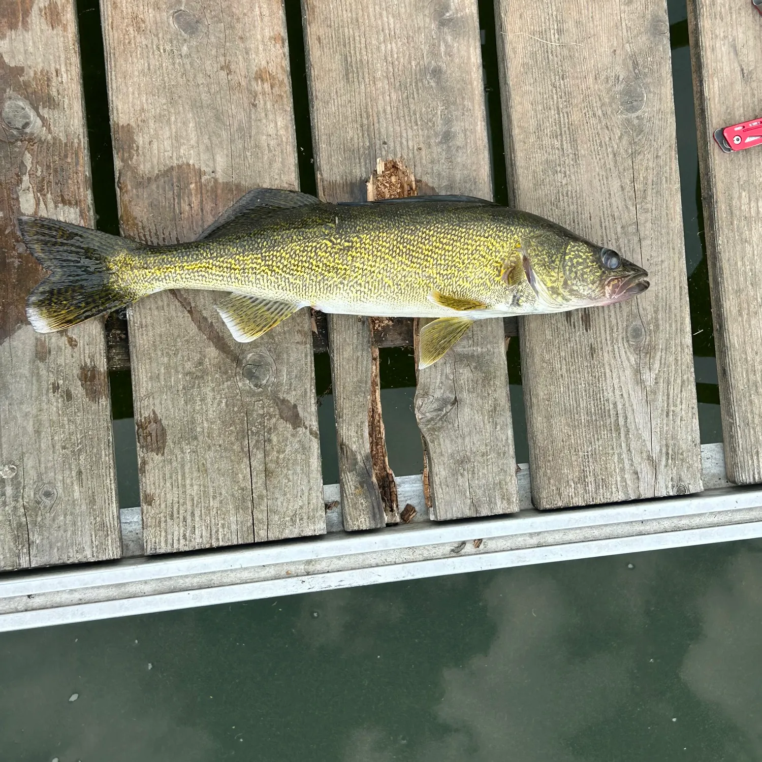 Walleye caught on Fishbrain