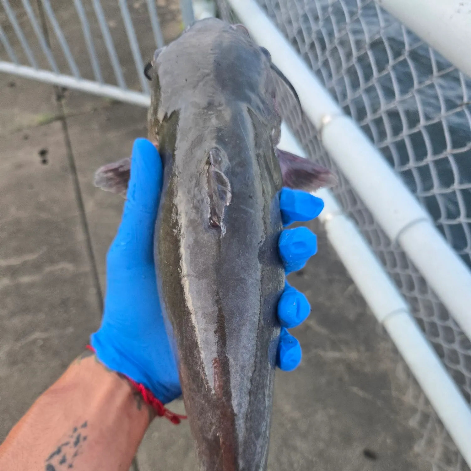 Channel catfish caught on Fishbrain