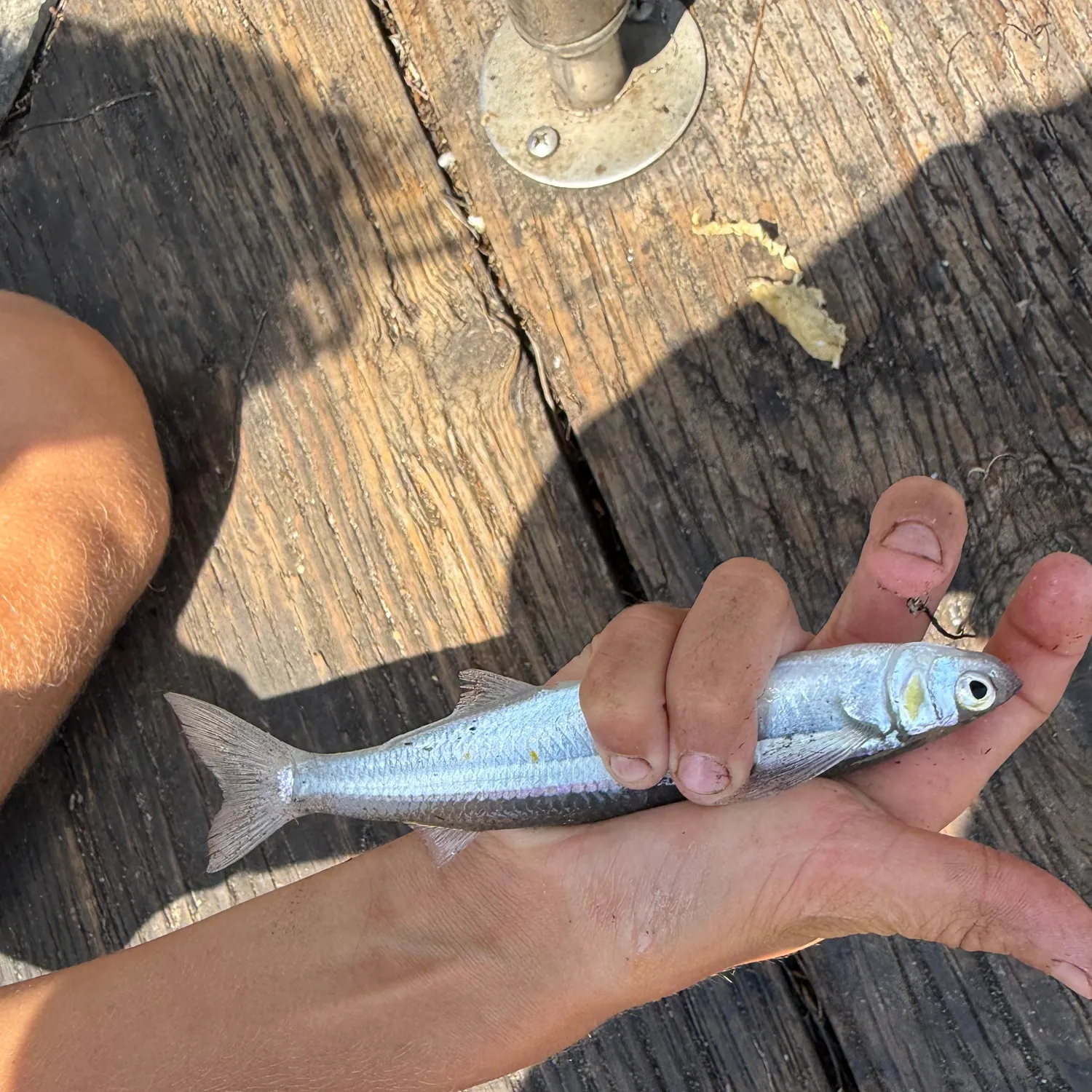 Topsmelt silverside caught on Fishbrain
