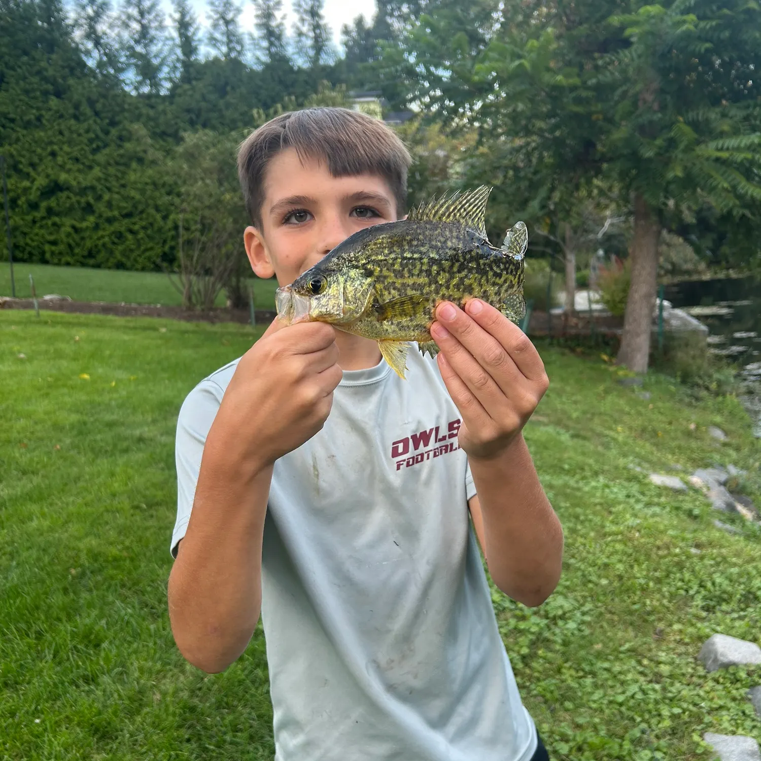 Black crappie caught on Fishbrain
