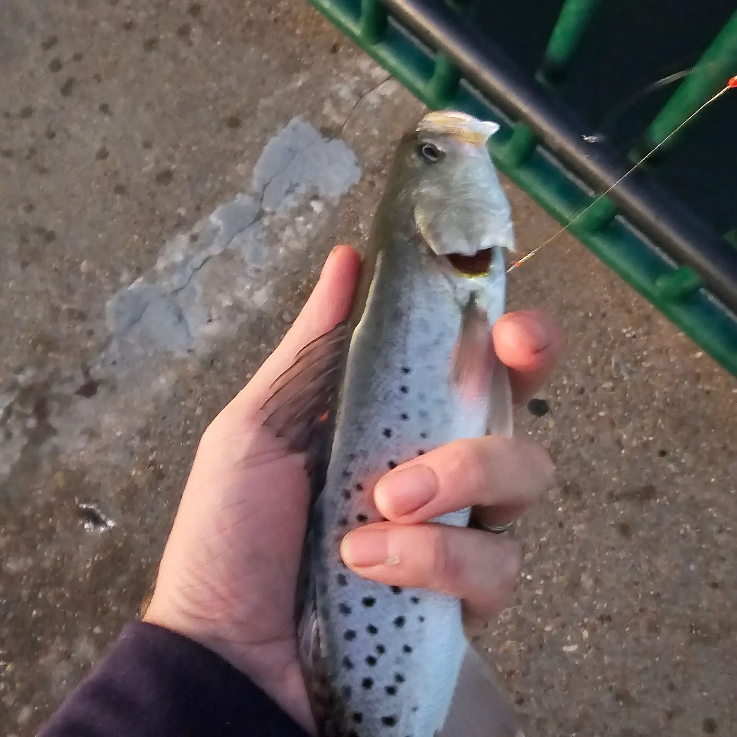 Spotted seatrout caught on Fishbrain