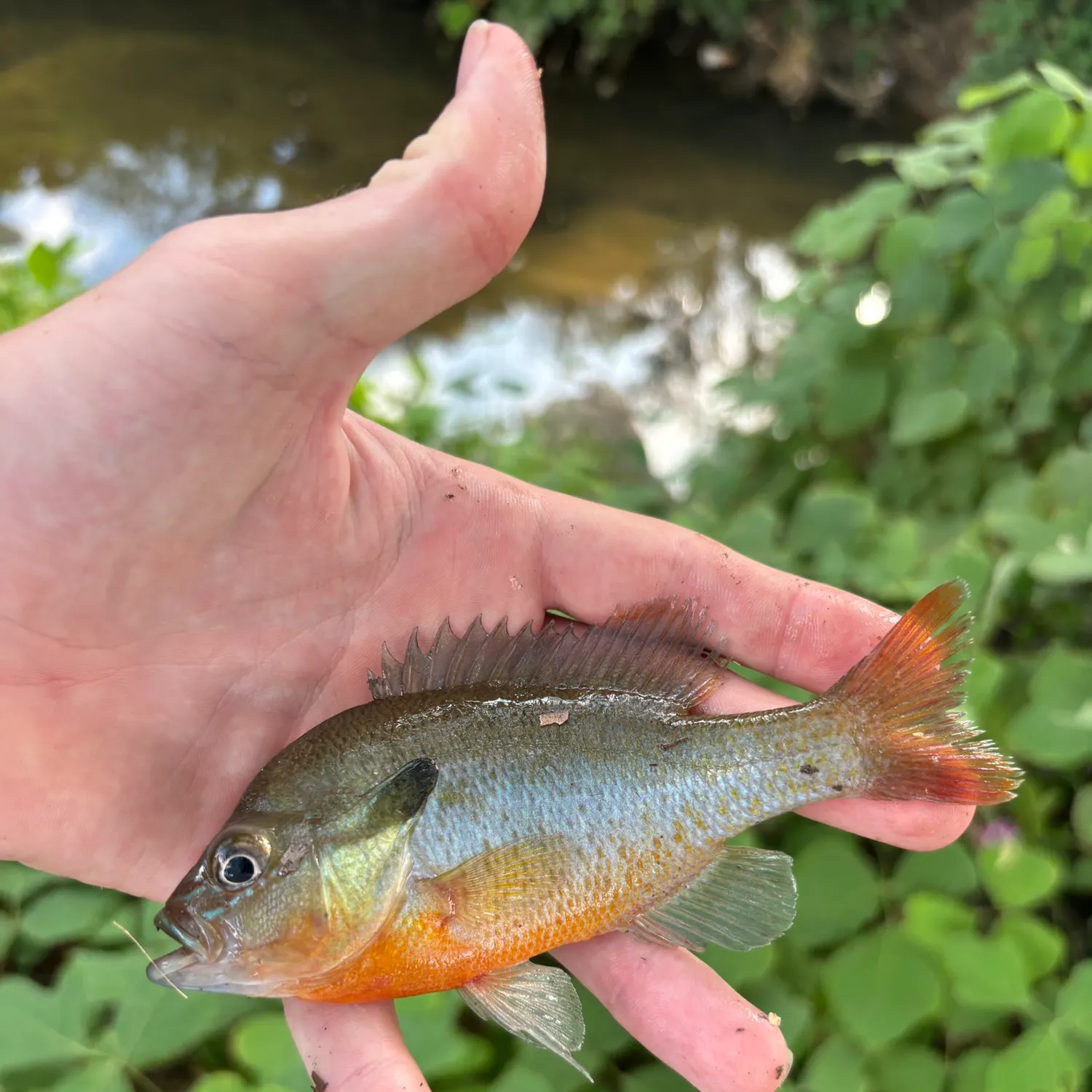 Redbreast sunfish caught on Fishbrain