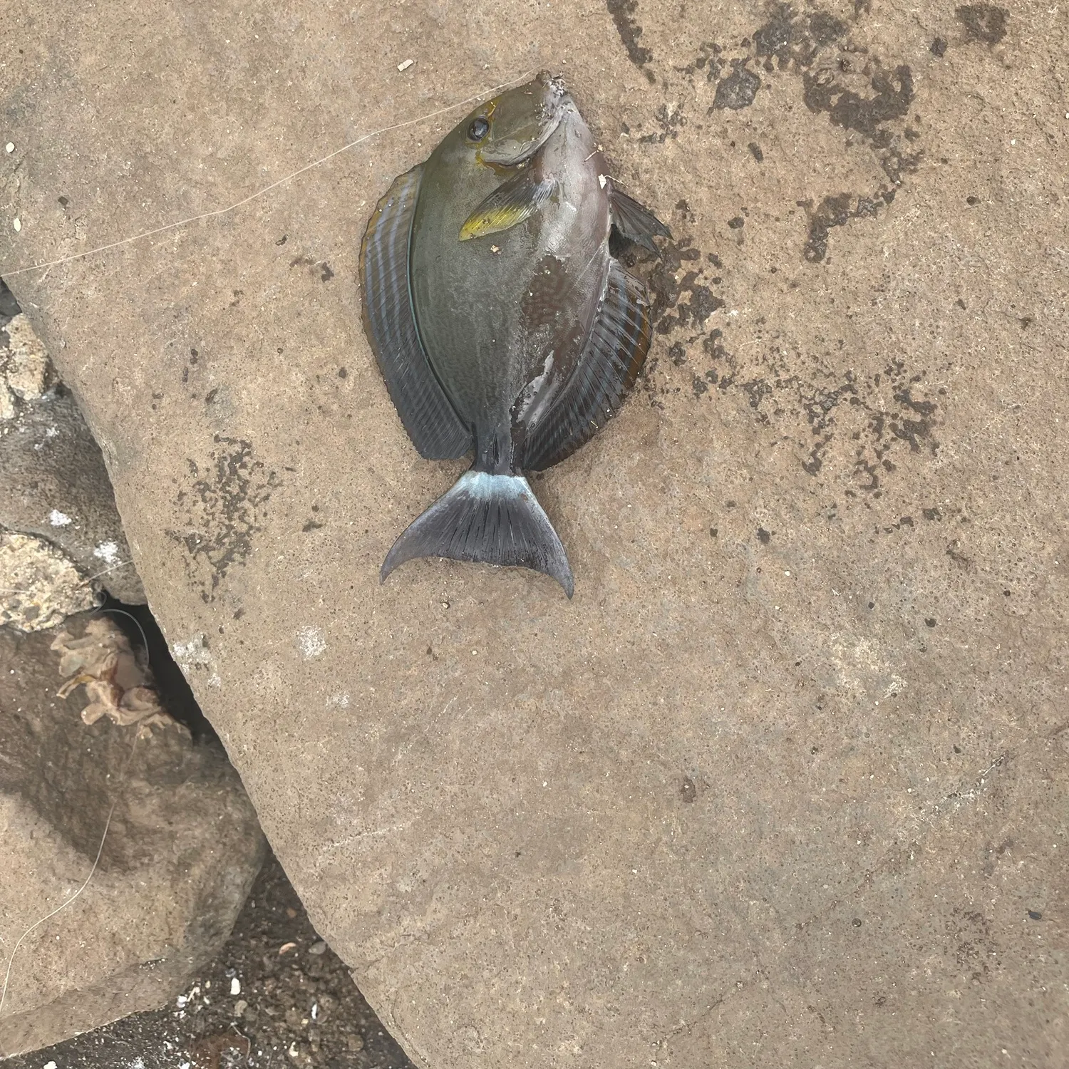 The most recent Blue tang surgeonfish catches on Fishbrain