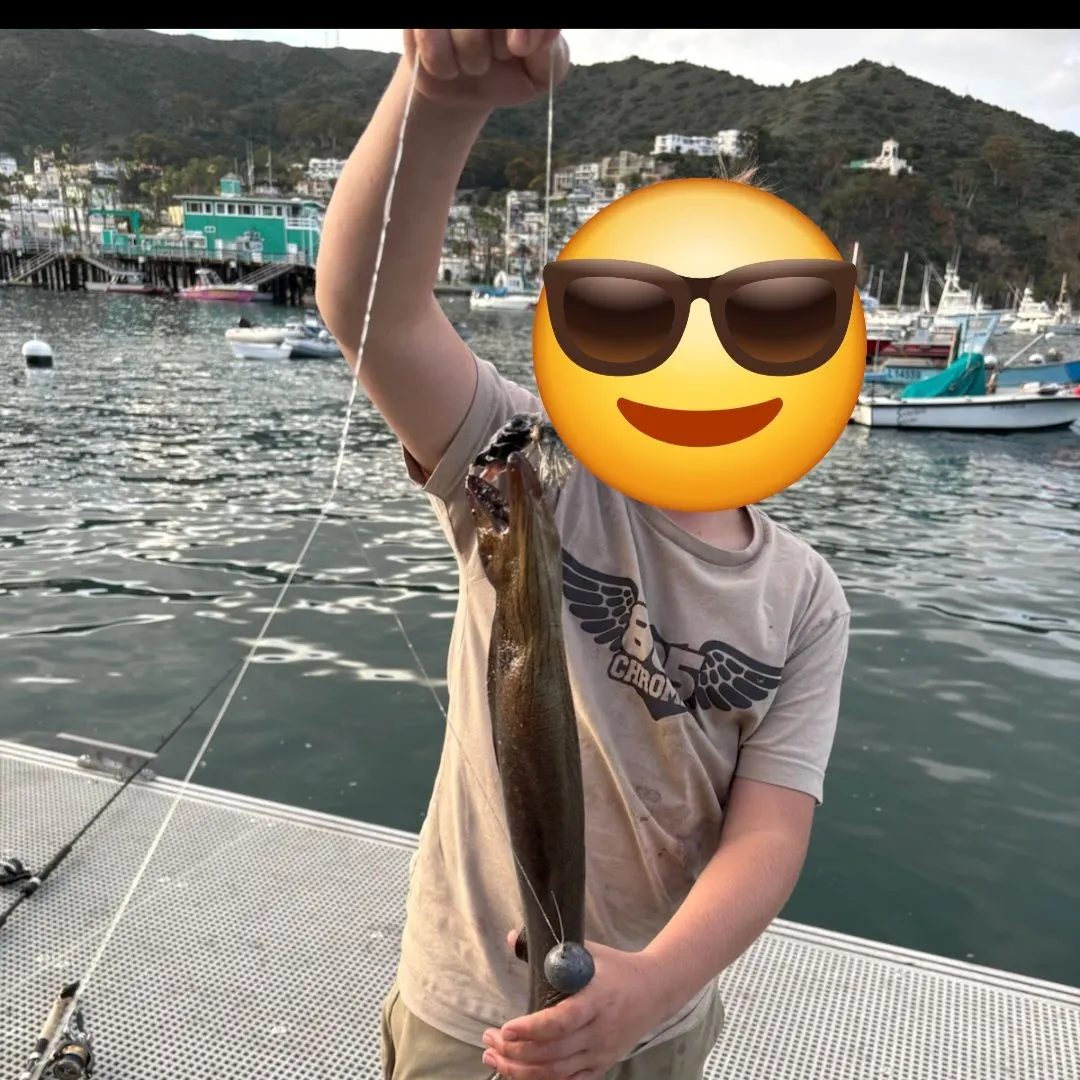 The most recent California moray catches on Fishbrain