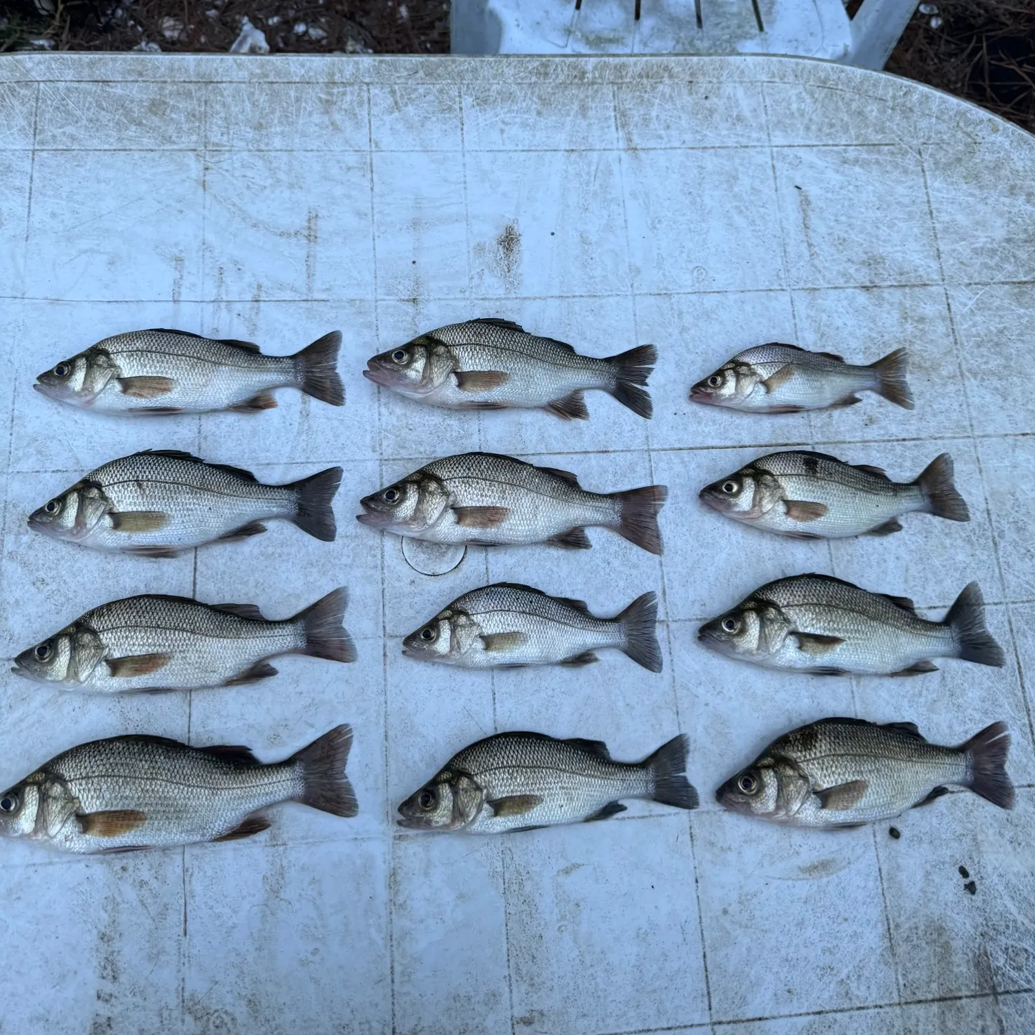 recently logged catches