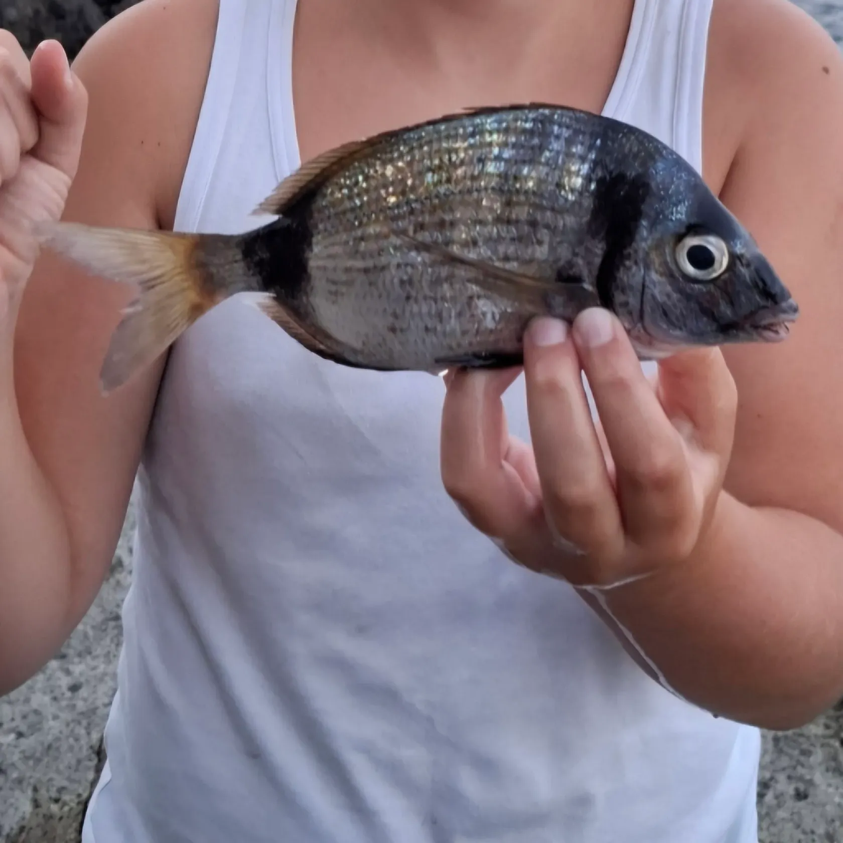 The most recent Common two-banded seabream catches on Fishbrain