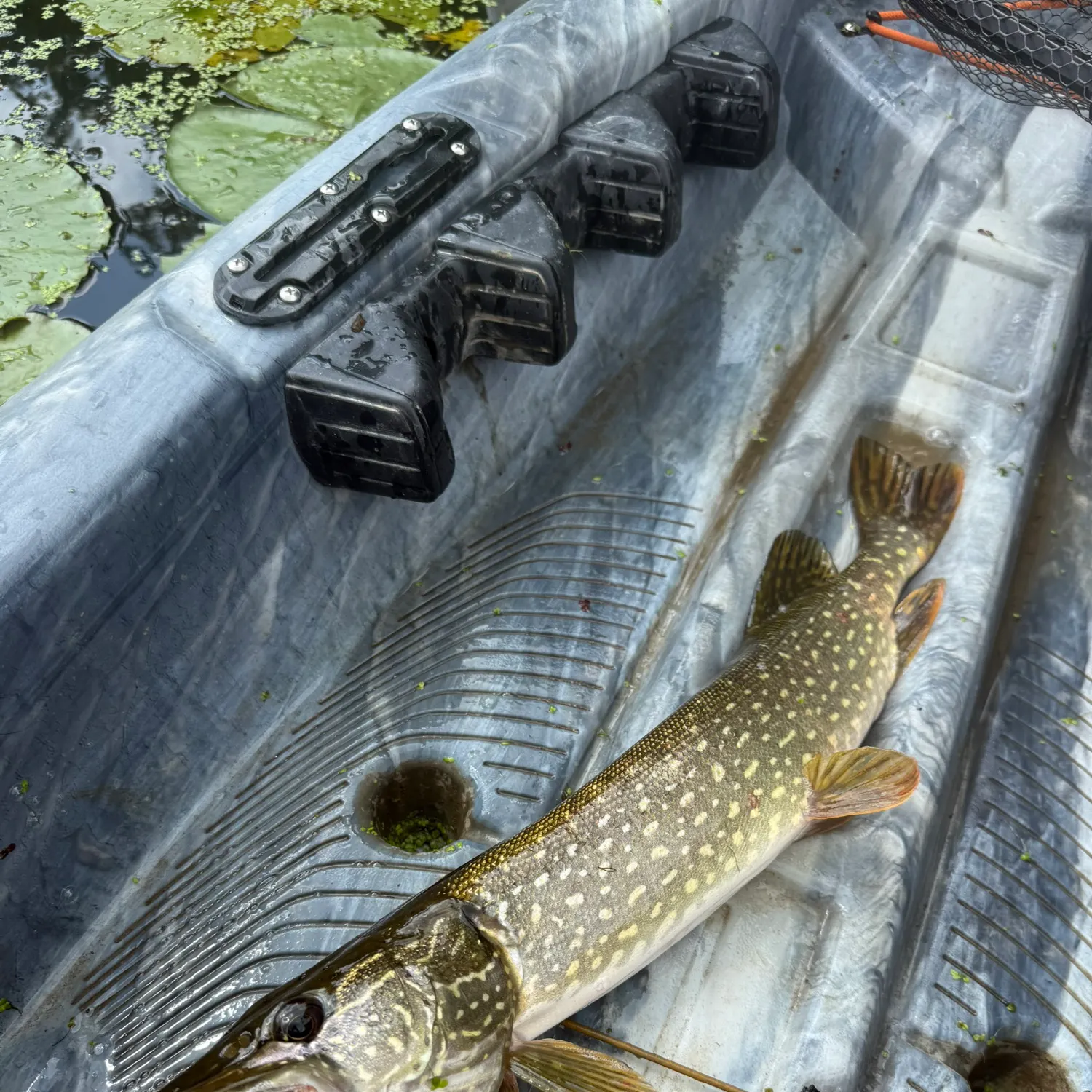 Northern pike caught on Fishbrain
