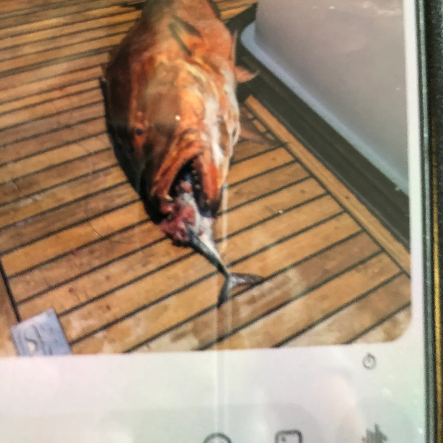 The most recent Pacific cubera snapper catches on Fishbrain