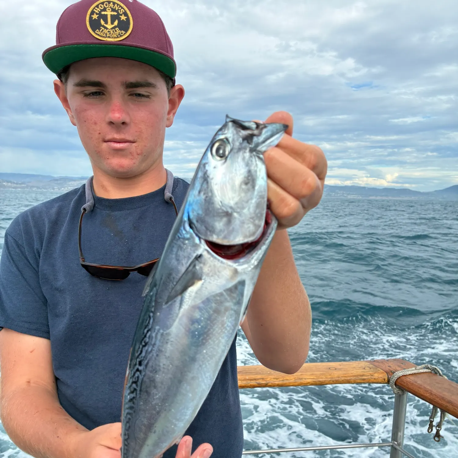 Frigate tuna caught on Fishbrain