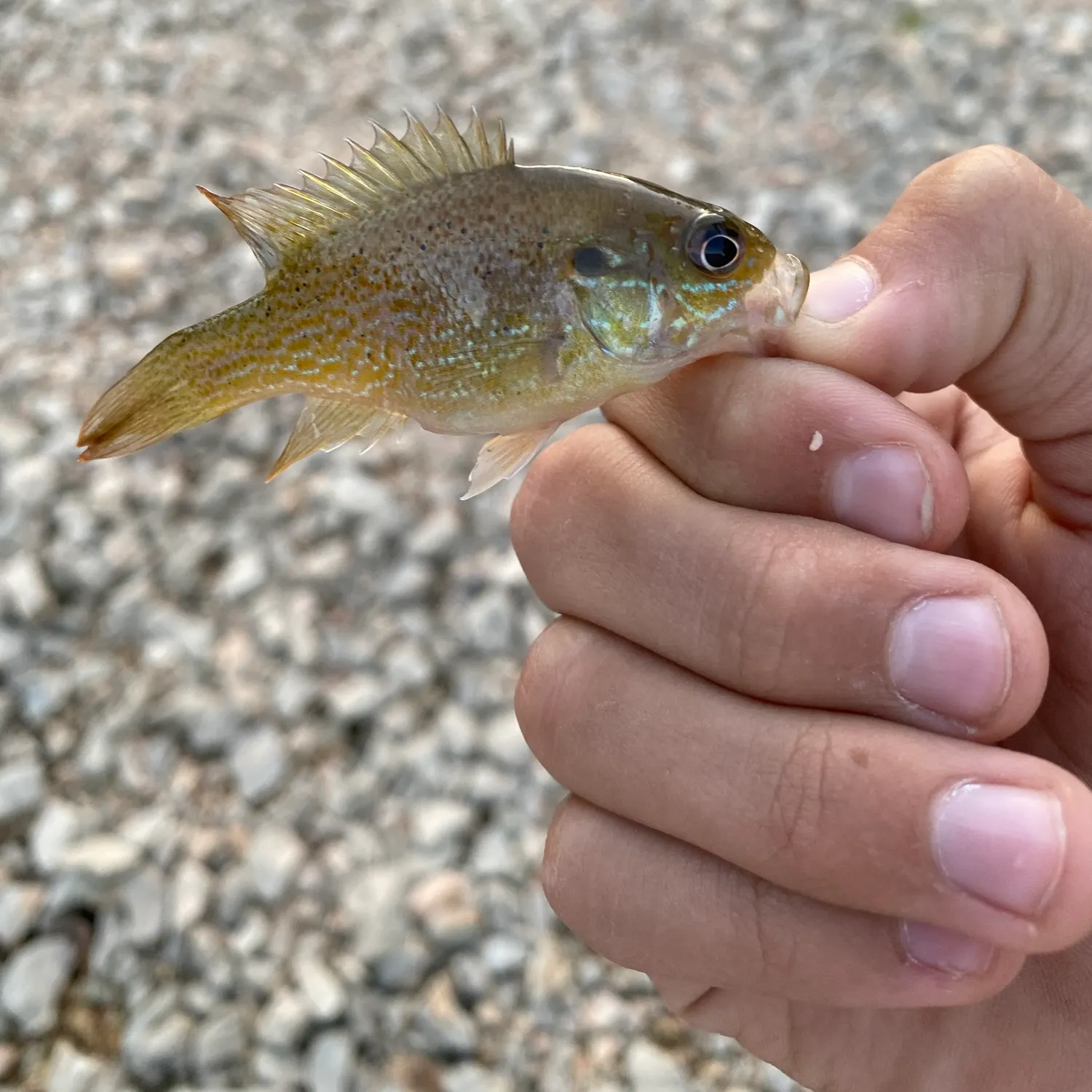Green sunfish caught on Fishbrain