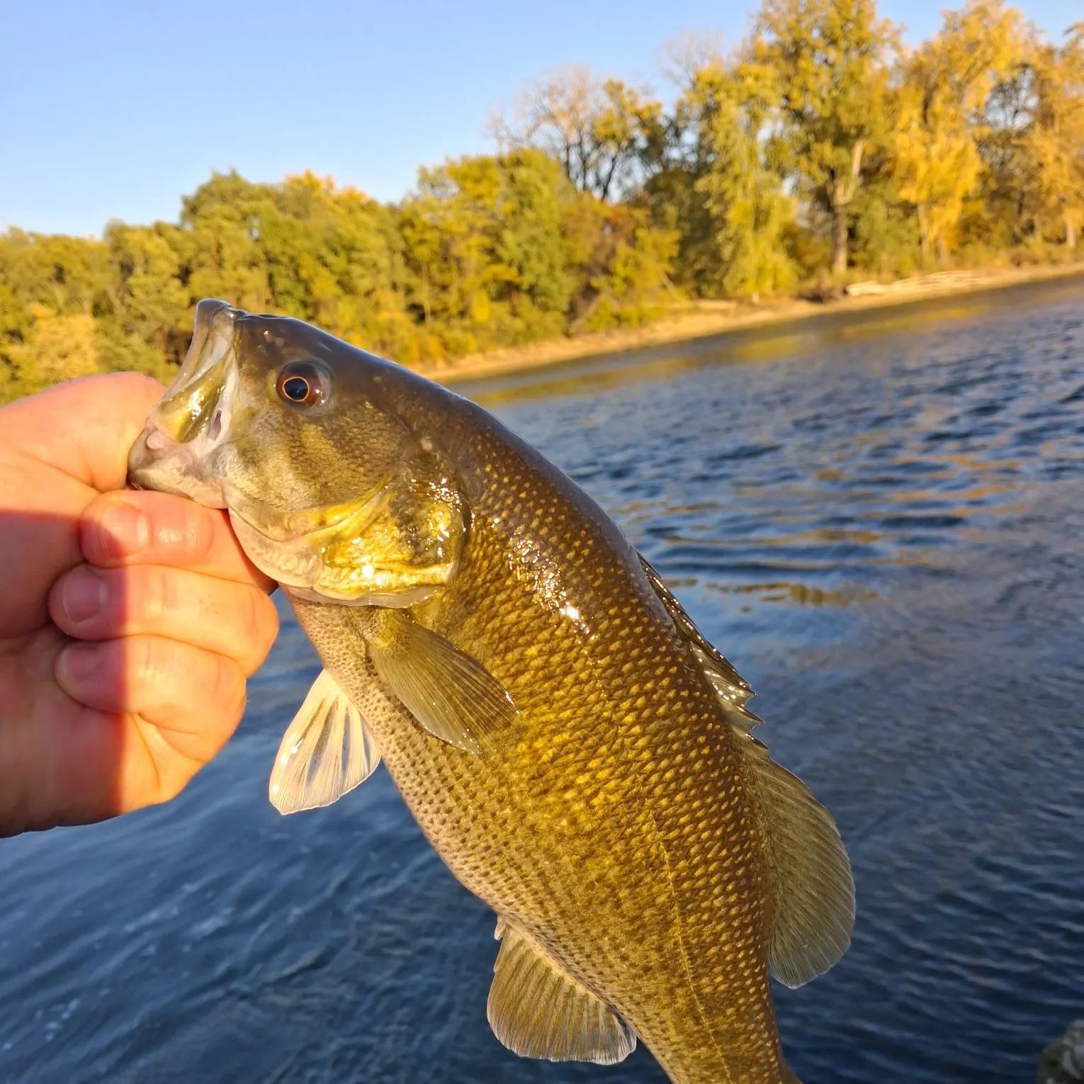 The most recent Meanmouth bass catches on Fishbrain