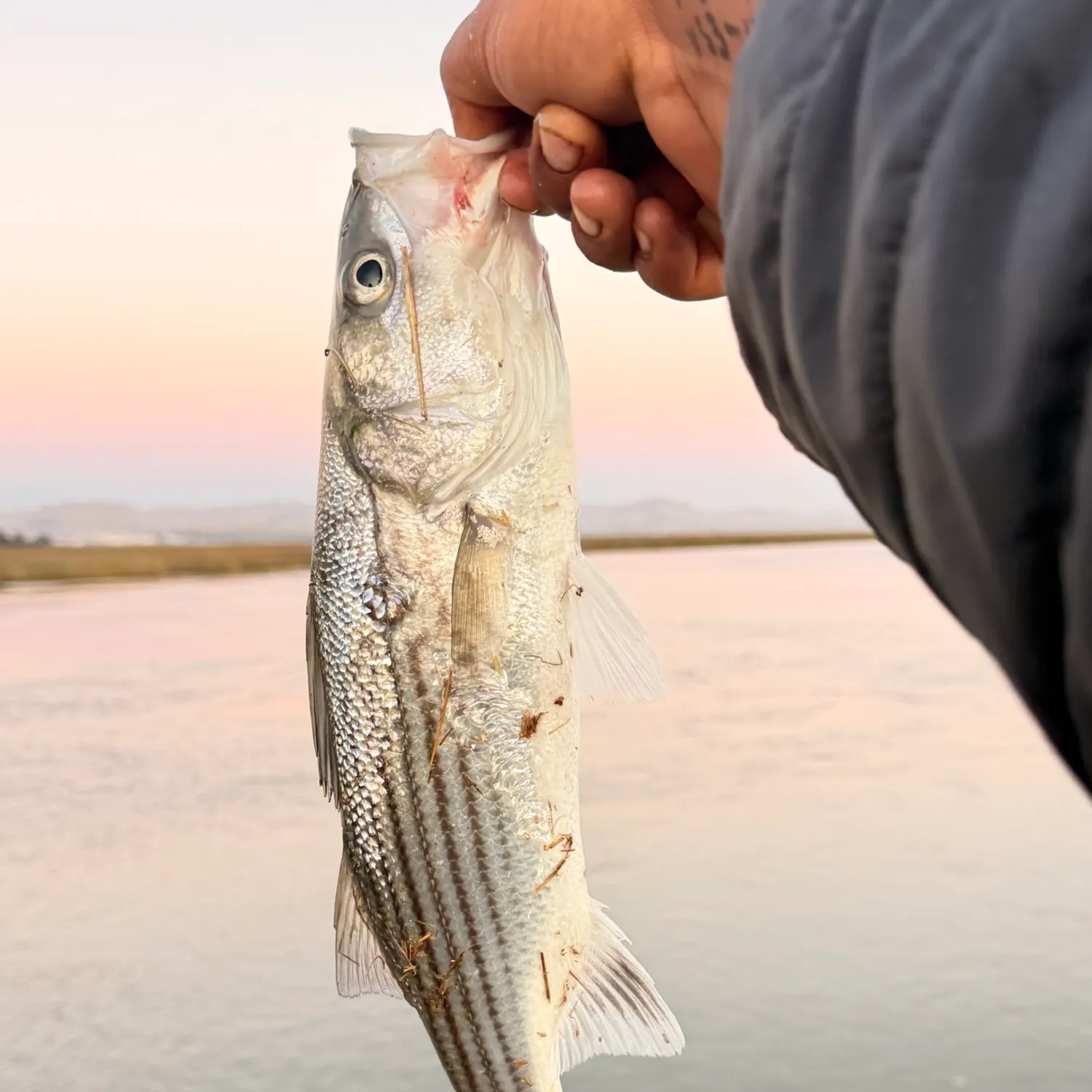 Striped bass caught on Fishbrain