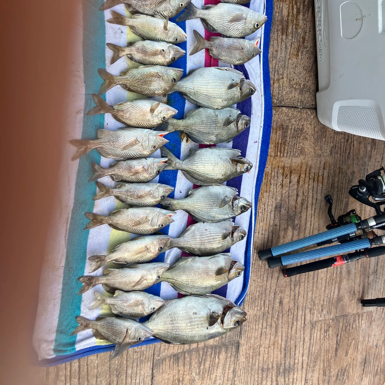 recently logged catches