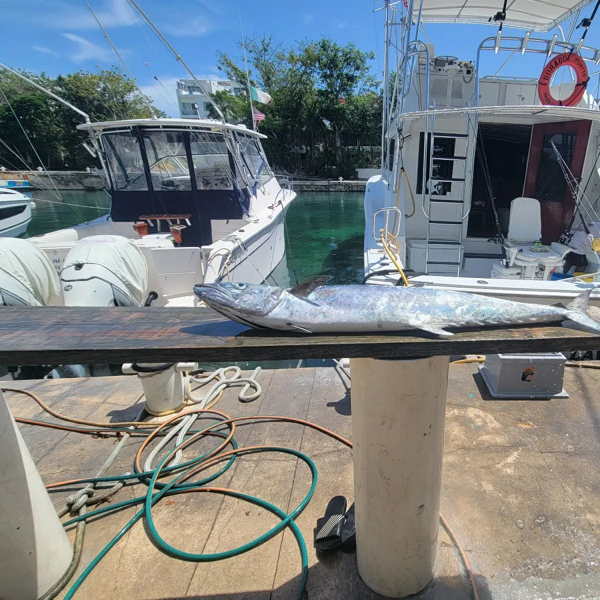 King mackerel caught on Fishbrain