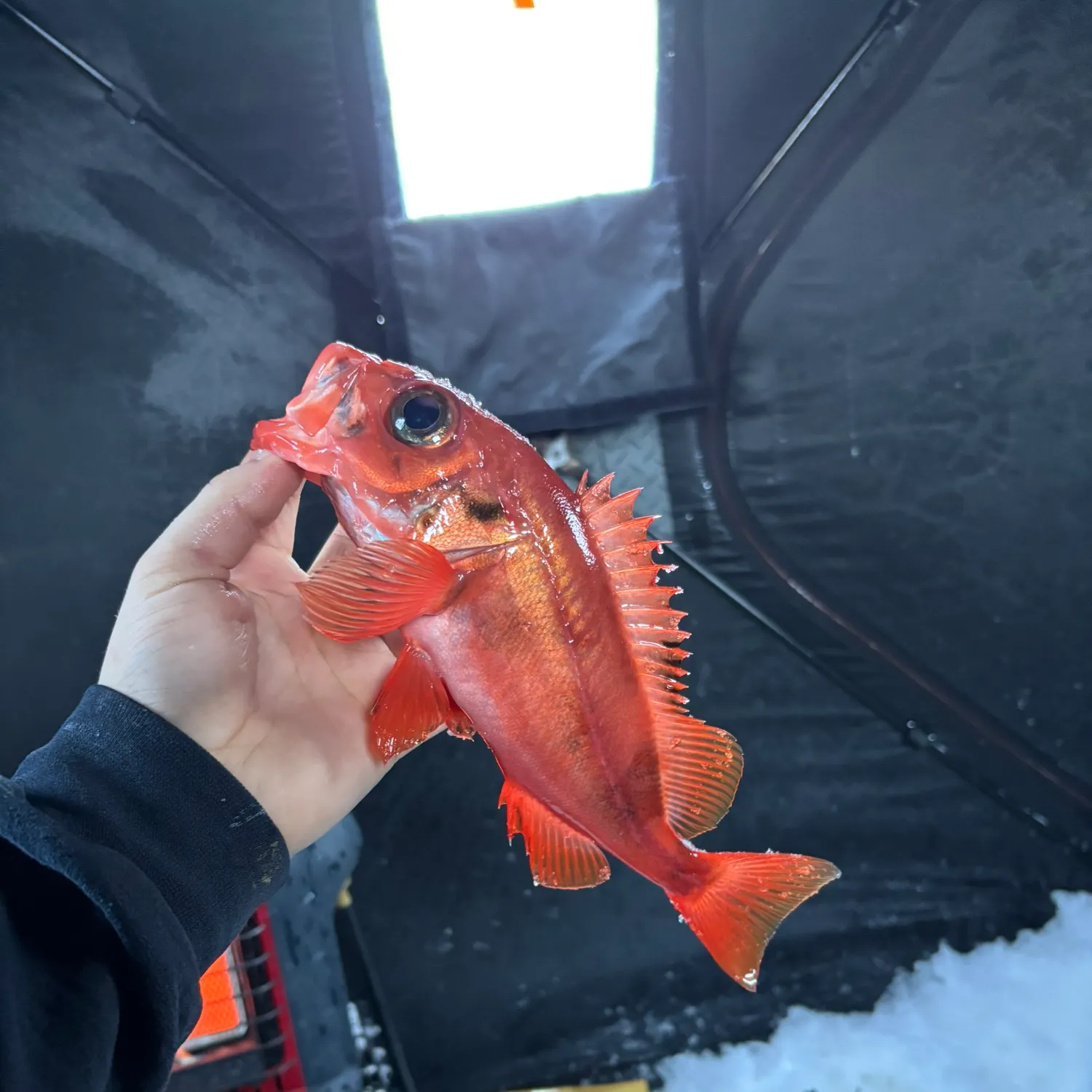 The most recent Atlantic ocean perch catches on Fishbrain