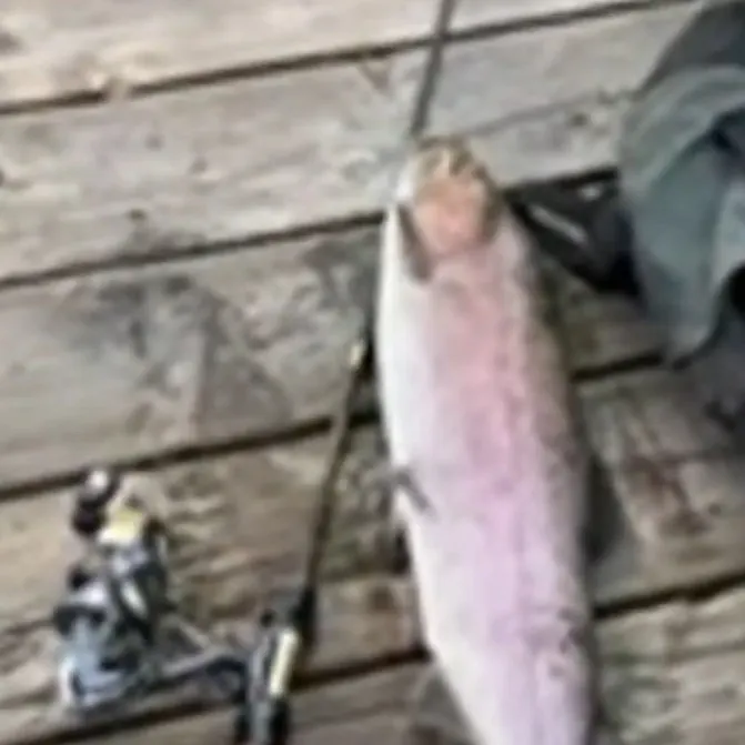 The most recent Great basin redband trout catches on Fishbrain