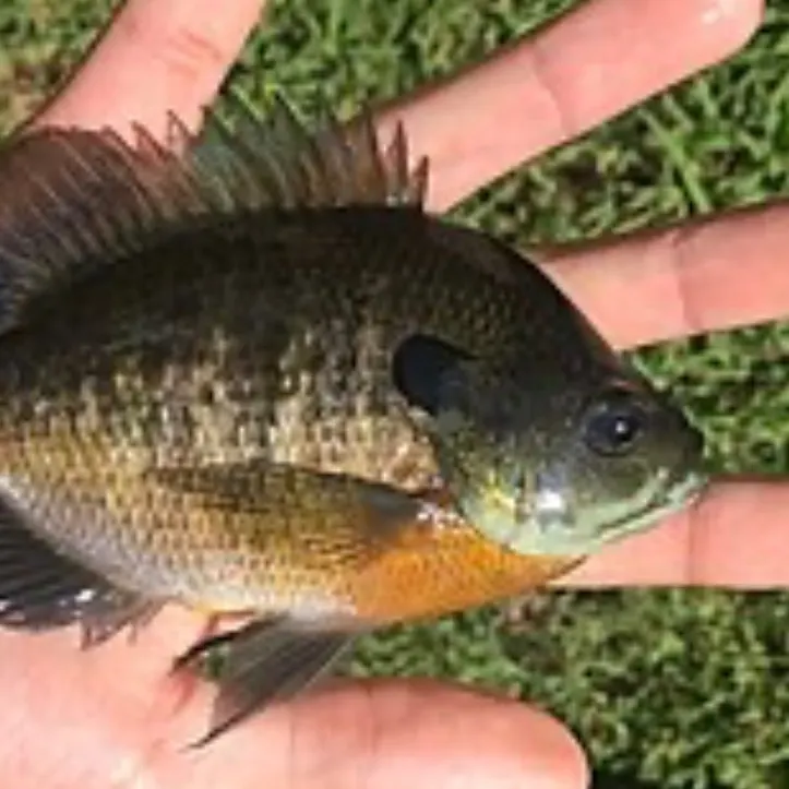Bluegill caught on Fishbrain