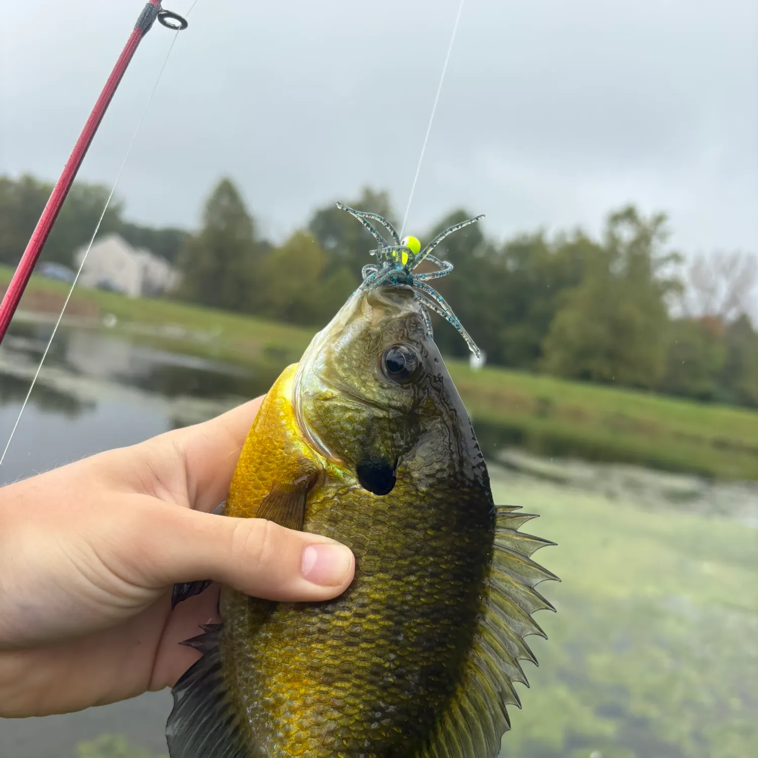 Bluegill caught on Fishbrain