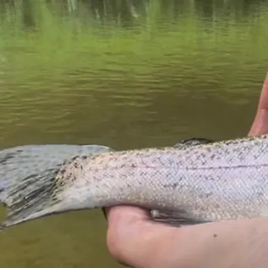 Rainbow trout caught on Fishbrain