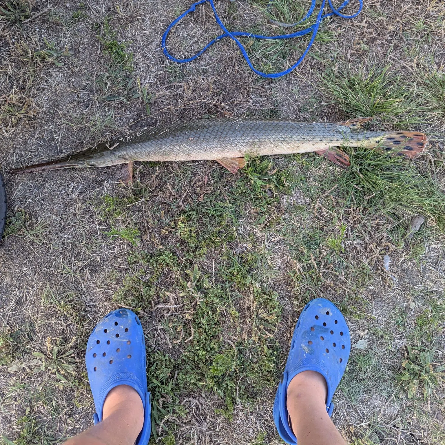 The most recent Alligator gar catches on Fishbrain