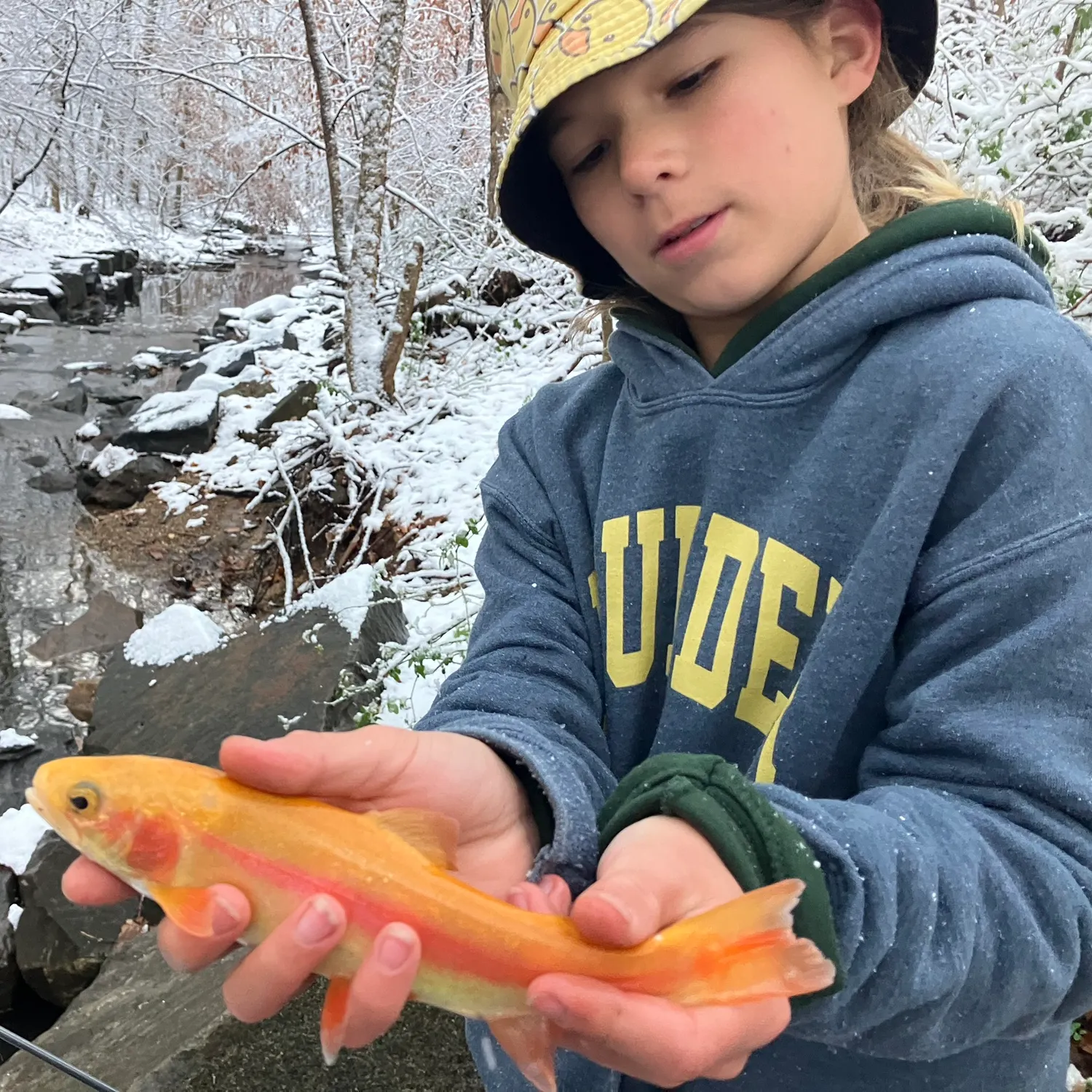 The most recent Golden rainbow trout catches on Fishbrain