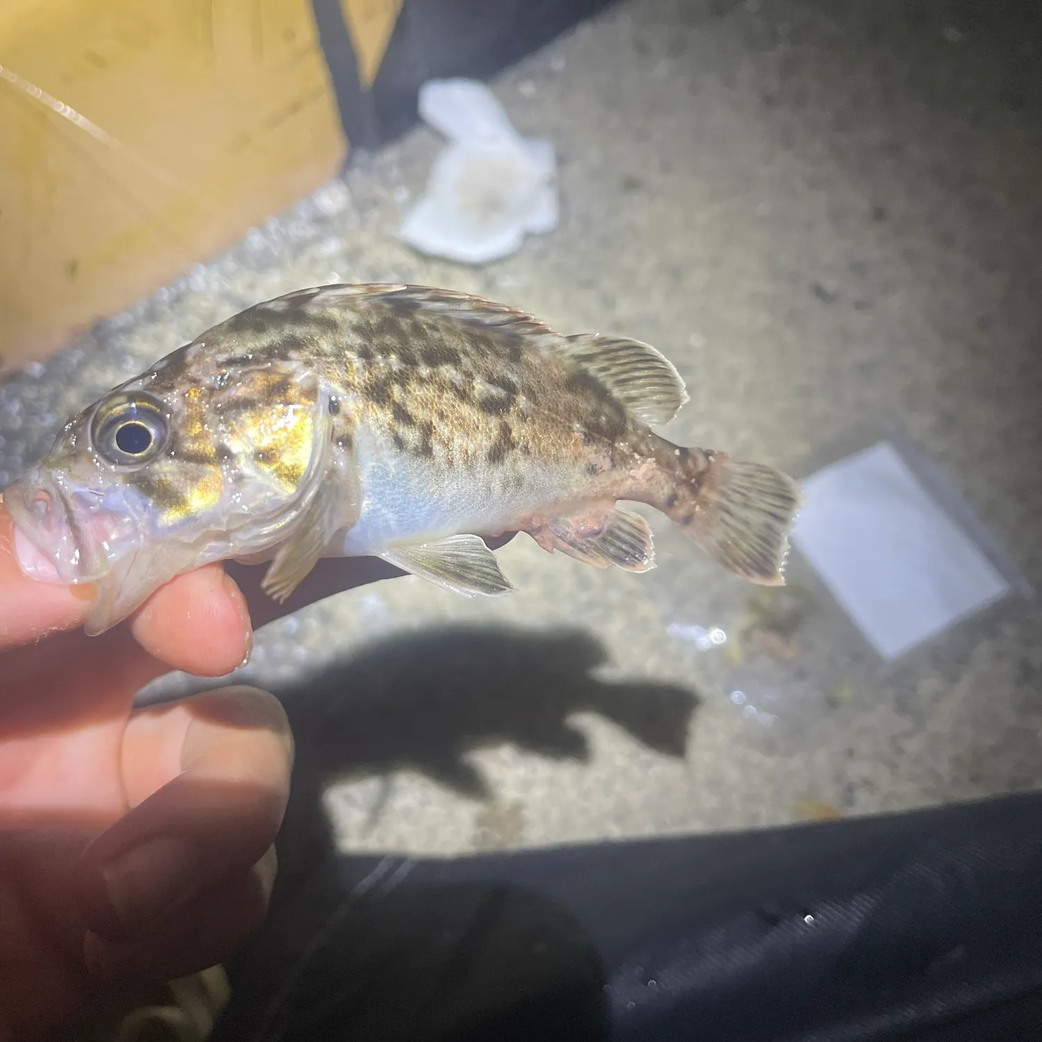 The most recent Japanese white seaperch catches on Fishbrain