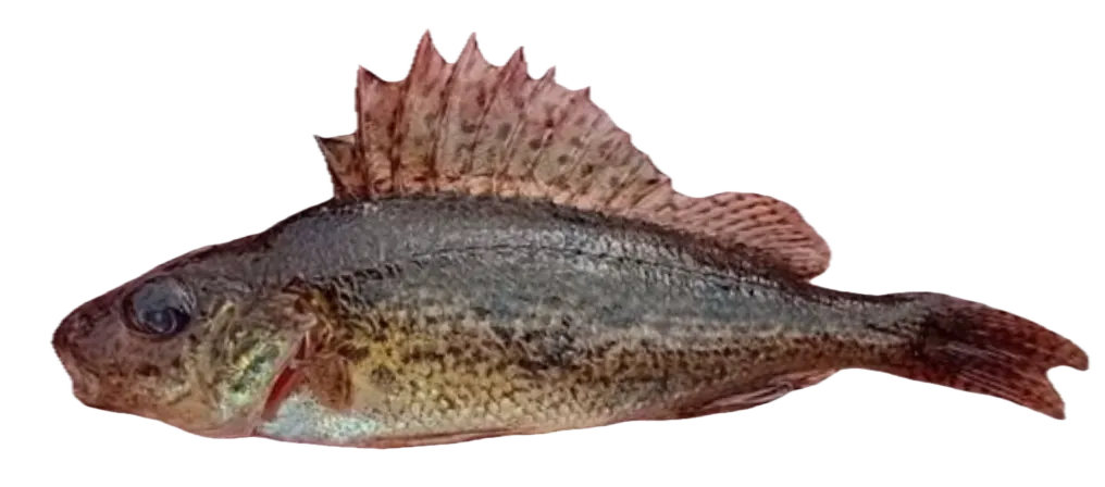 Eurasian ruffe