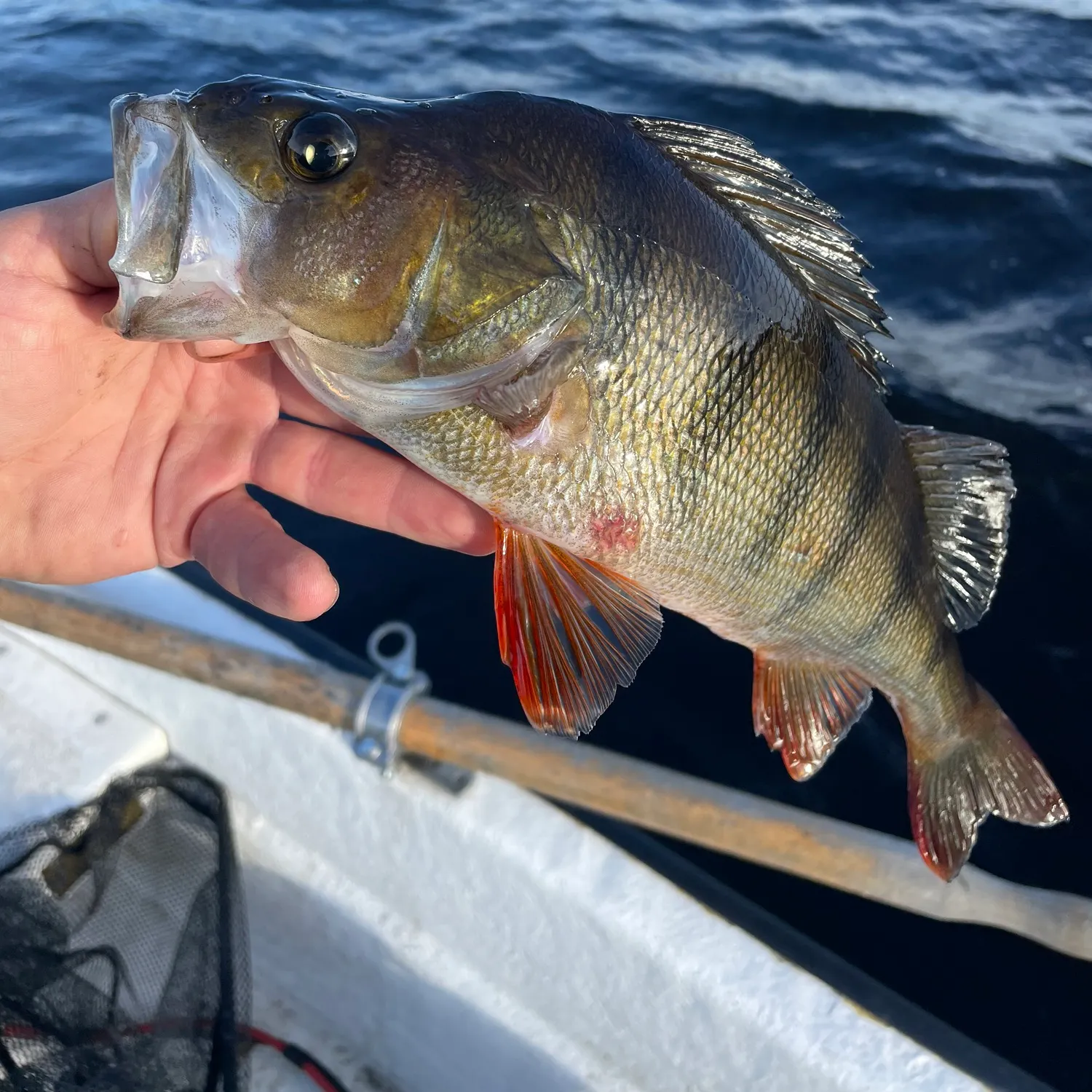 European perch caught on Fishbrain