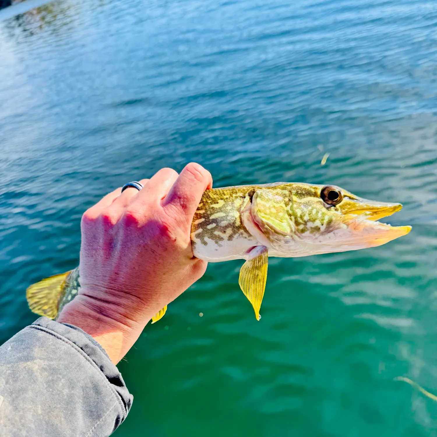 Northern pike caught on Fishbrain