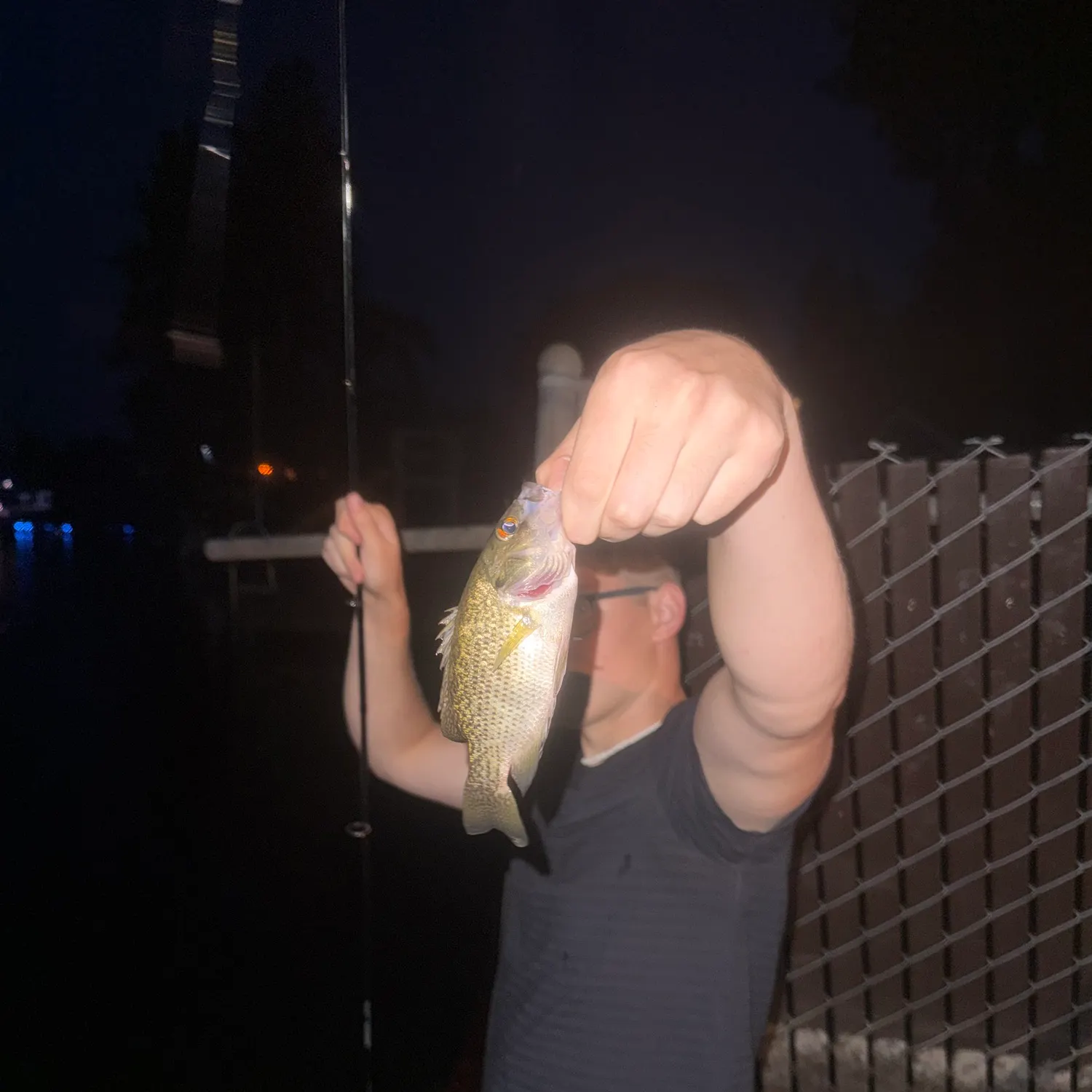 Rock bass caught on Fishbrain
