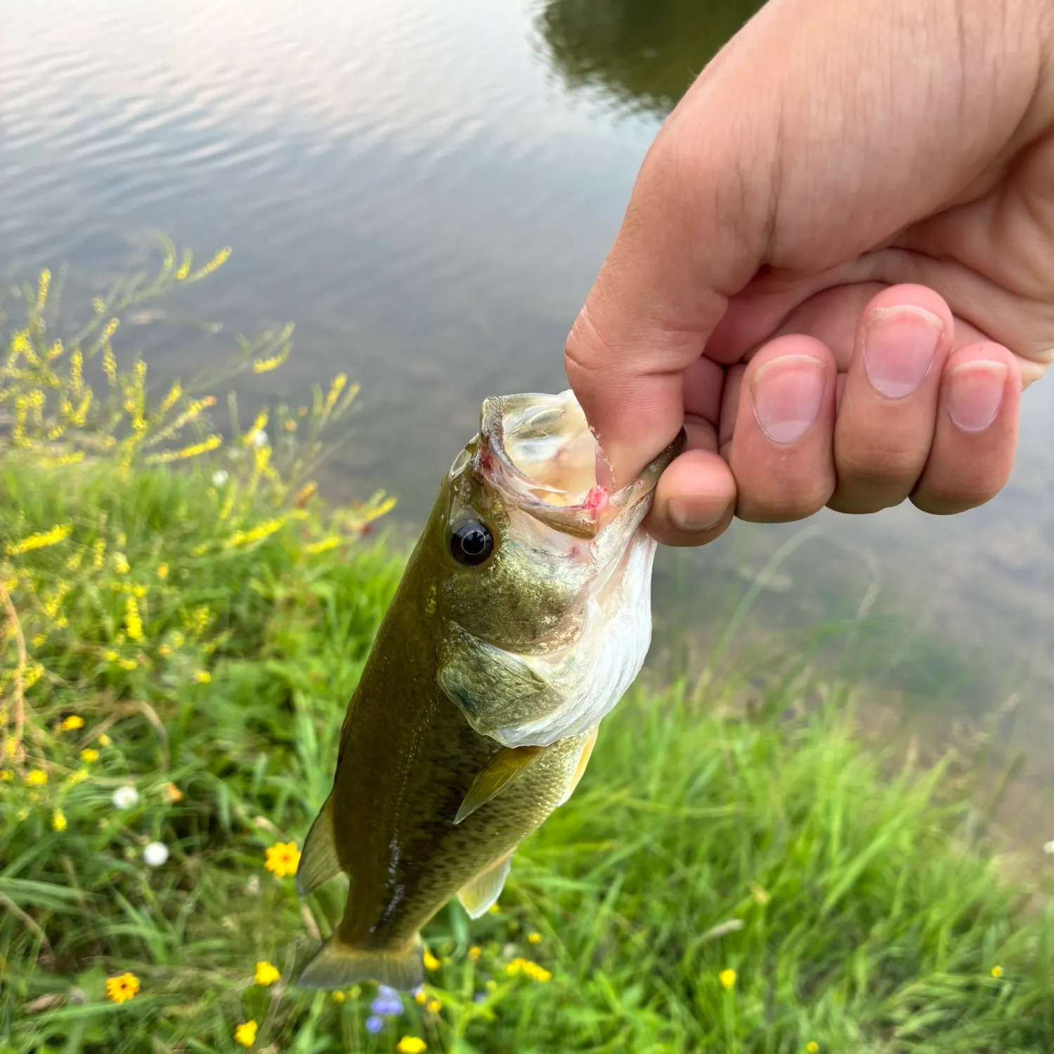 Largemouth bass caught on Fishbrain
