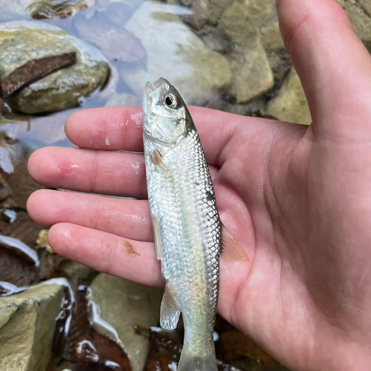 The most recent Italian riffle dace catches on Fishbrain