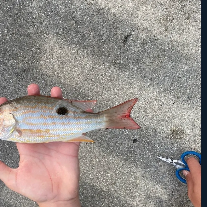 The most recent Lane snapper catches on Fishbrain