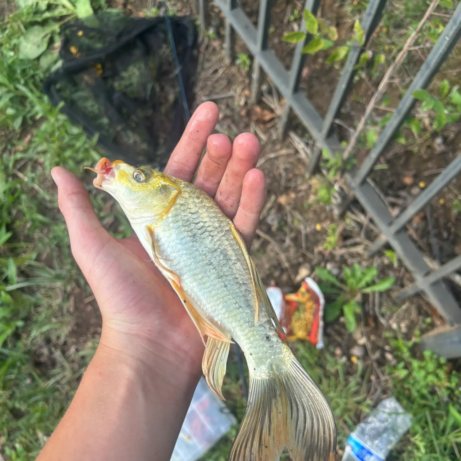The most recent Koi carp catches on Fishbrain